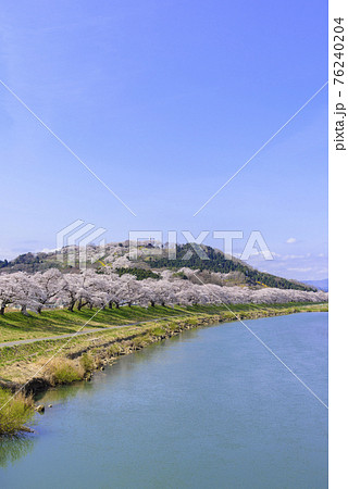 一目千本桜 宮城県 大河原町 一目千本桜 宮城県 大河原町 76240204