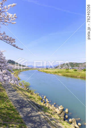 一目千本桜 宮城県 大河原町 一目千本桜 宮城県 大河原町 76240206
