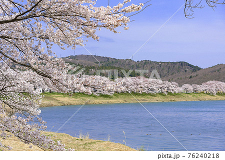 一目千本桜　宮城県　大河原町 76240218
