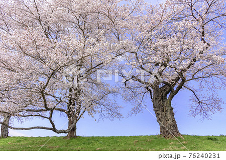 一目千本桜 宮城県 大河原町 一目千本桜 宮城県 大河原町 76240231