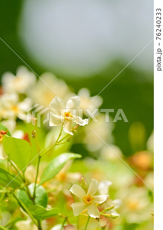 テイカカズラの花 76240233