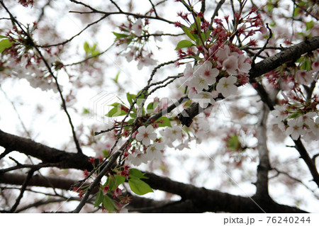 Photographs of natural landscapes representing spring 76240244