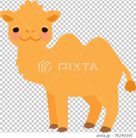 Bactrian camel with its face facing forward 76240395