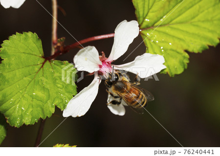 ニガイチゴの花とセイヨウミツバチ ニガイチゴの花とセイヨウミツバチ 76240441