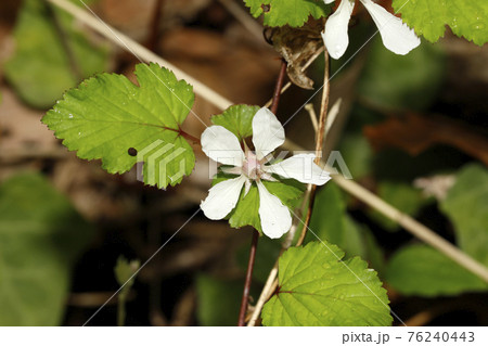 ニガイチゴの花 76240443