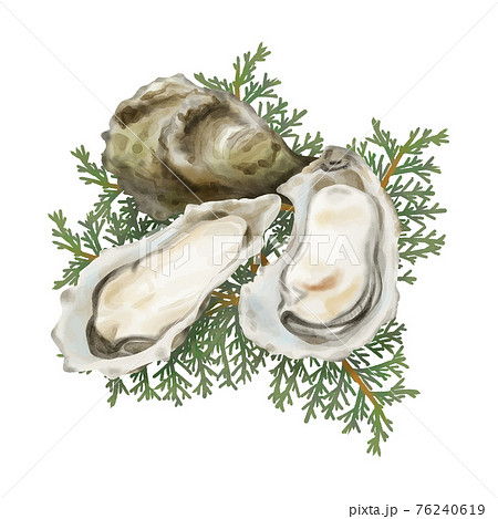 水彩タッチ ヒバの葉の上に盛り付けられた殻付き牡蠣のイラスト素材