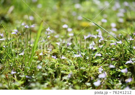 トキワハゼ(常盤爆) トキワハゼ(常盤爆) 76241212