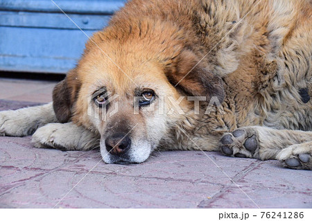 インドのレーで、休んでいた野良犬の写真素材 [76241286] - PIXTA