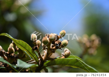 未熟なビワ（枇杷）の実 76241454
