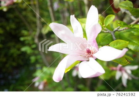 コブシのピンクの花の写真素材