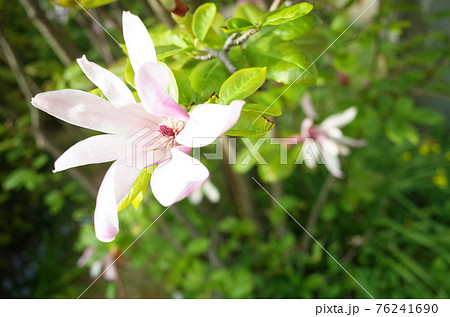 コブシのピンクの花の写真素材