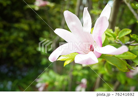 コブシのピンクの花の写真素材