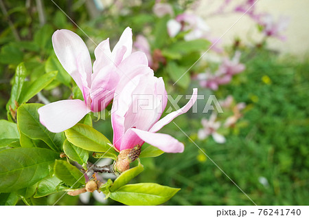 コブシのピンクの花の写真素材