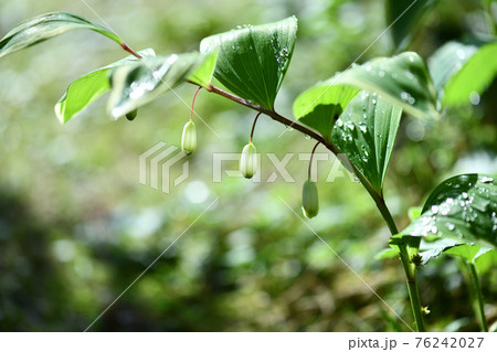 フイリアマドコロ(斑入り甘野老)の花 フイリアマドコロ(斑入り甘野老)の花 76242027