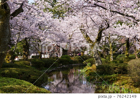 兼六園 春の風景 桜 兼六園 春の風景 桜 76242149