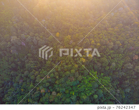 Autumn green tree mountain forest sunset light Autumn green tree mountain forest sunset light 76242347