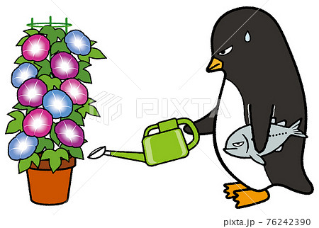 朝顔に水をまくペンギン 76242390