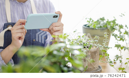 観葉植物をスマホで撮影する女性. 76242471