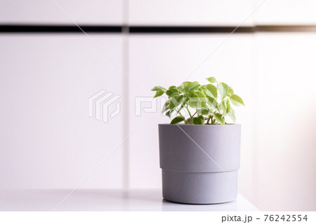 Beautiful house green plants on shelf interior design of living room,Cozy home Beautiful house green plants on shelf interior design of living room,Cozy home 76242554