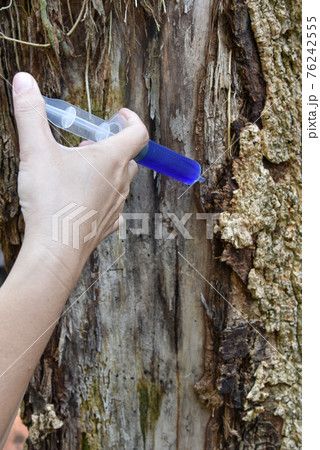 a hand with syringe blue medicine injection to the tree trunk skin is diseased, a sick tree and skin care healing concept 76242555