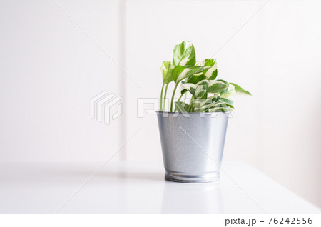 Beautiful house green plants on shelf interior design of living room,Cozy home Beautiful house green plants on shelf interior design of living room,Cozy home 76242556
