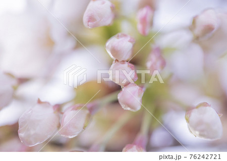 桜と蕾 76242721