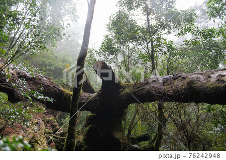 屋久島　静寂の森 76242948