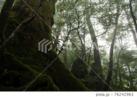 屋久島　静寂の森 76242963
