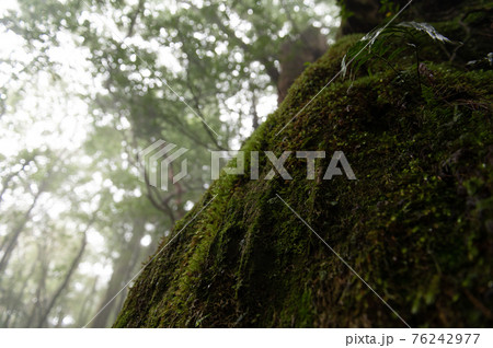 屋久島 静寂の森 屋久島 静寂の森 76242977