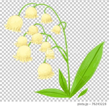 すずらん 手描きのイラスト素材 すずらん 手描きのイラスト素材