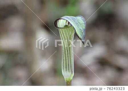 マムシグサ 76243323