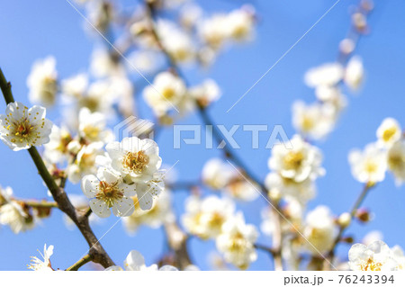 白梅の花のクローズアップ画像 76243394