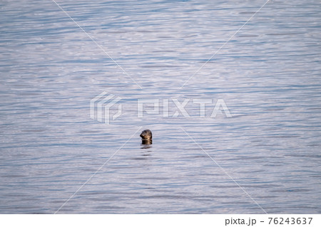 Harbour seal ,Phoca vitulina, looking out of the water in Ireland 76243637