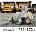 Indian cow lies on the sand against the backdrop of giant dump trucks 76243721