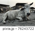 Indian cow lies on the sand against the backdrop of giant dump trucks 76243722