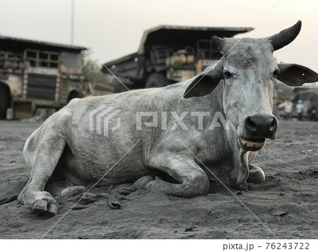 Indian cow lies on the sand against the backdrop of giant dump trucks 76243722