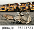 Indian cow lies on the sand against the backdrop of giant dump trucks 76243723