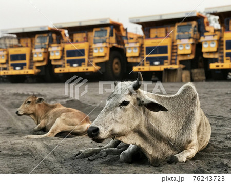 Indian cow lies on the sand against the backdrop of giant dump trucks 76243723