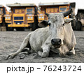Indian cow lies on the sand against the backdrop of giant dump trucks 76243724