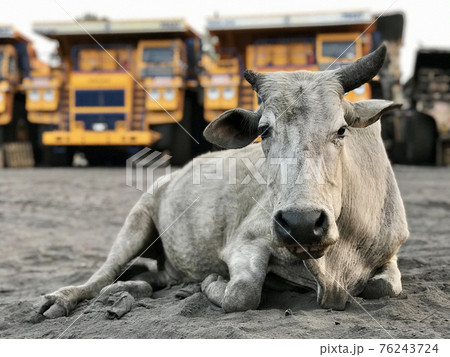 Indian cow lies on the sand against the backdrop of giant dump trucks 76243724