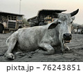 Indian cow lies on the sand against the backdrop of giant dump trucks 76243851