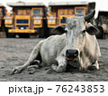 Indian cow lies on the sand against the backdrop of giant dump trucks 76243853