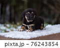 Shepherd puppy sitting on a snow bench 76243854