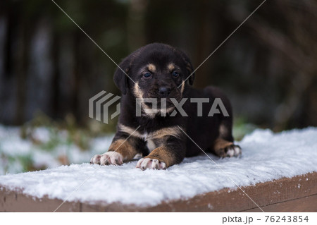 Shepherd puppy sitting on a snow bench 76243854