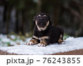 Shepherd puppy sitting on a snow bench 76243855