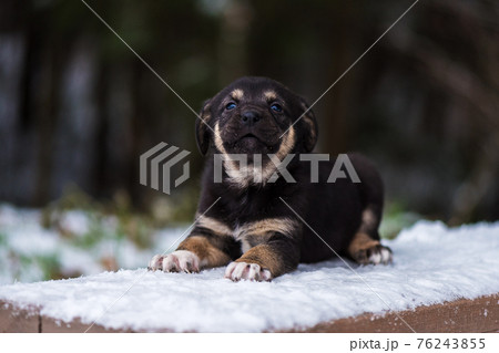 Shepherd puppy sitting on a snow bench 76243855