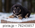 Shepherd puppy sitting on a snow bench 76243857