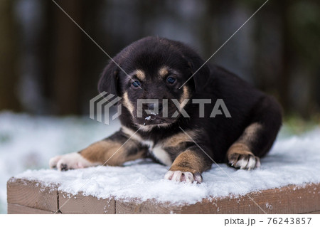 Shepherd puppy sitting on a snow bench Shepherd puppy sitting on a snow bench 76243857