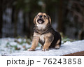 Shepherd puppy sitting on a snow bench 76243858
