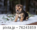 Shepherd puppy sitting on a snow bench 76243859